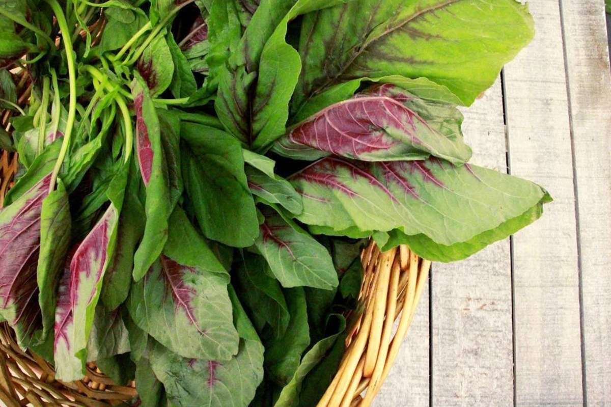 7 Reasons Amaranth Greens are the New Kale - Organic Authority