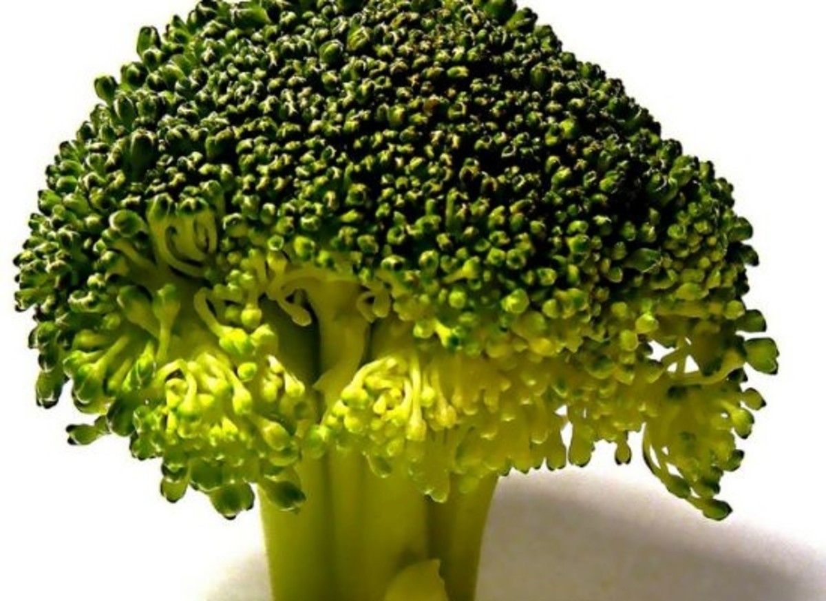 broccoli-ccfler-Darwin-Bell