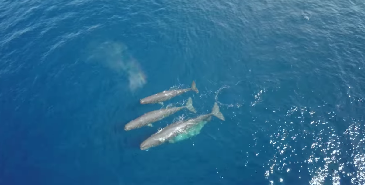 A Rare Look at Sperm Whales Will Totally Brighten Your Day [Video]
