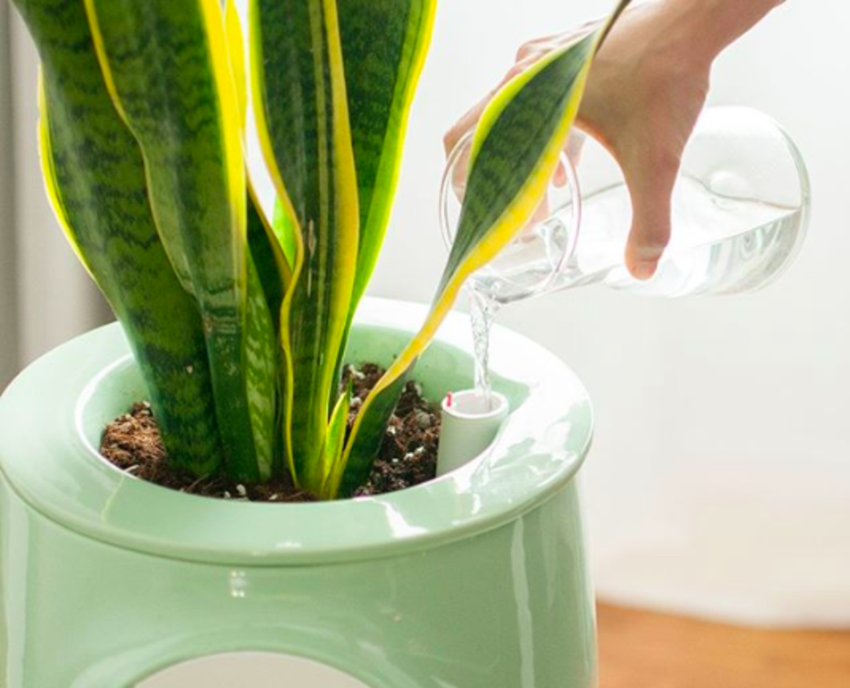 This Pretty Natural Air Purifier Is Powered By Plants