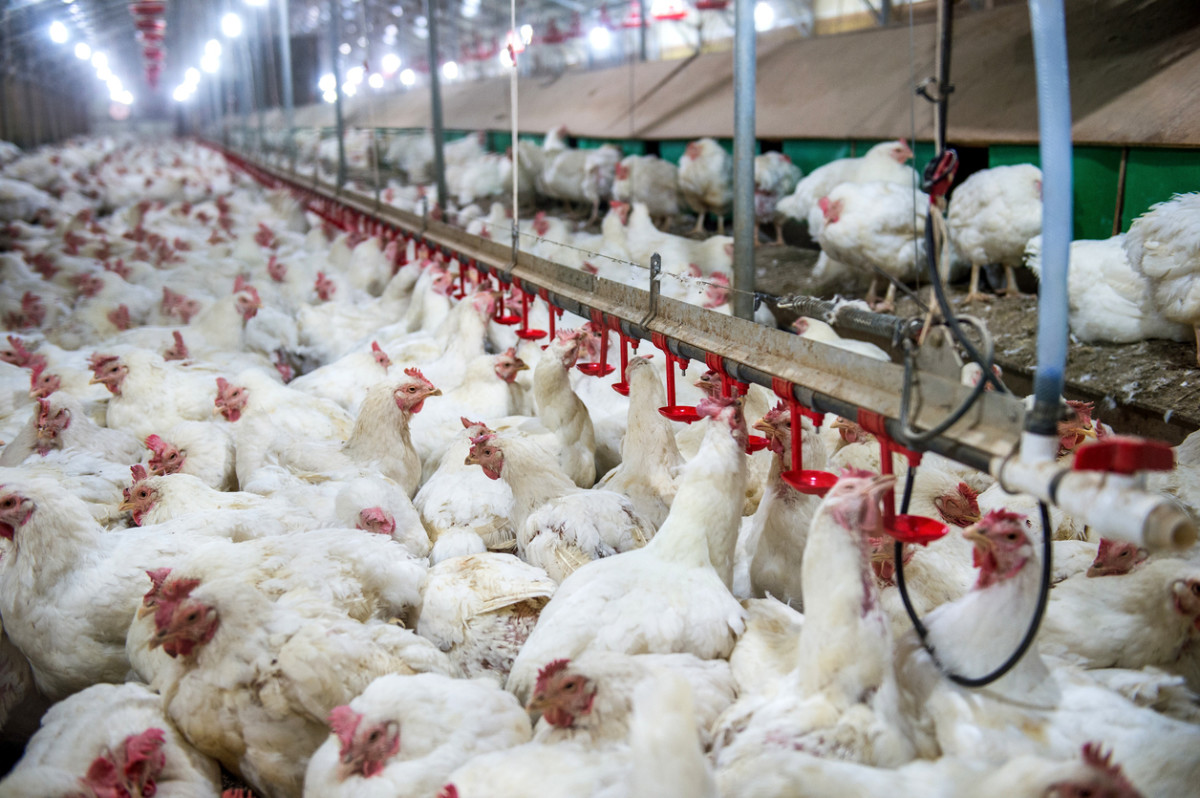 Are Better Regulation for Humane Slaughter of Poultry Finally Happening?