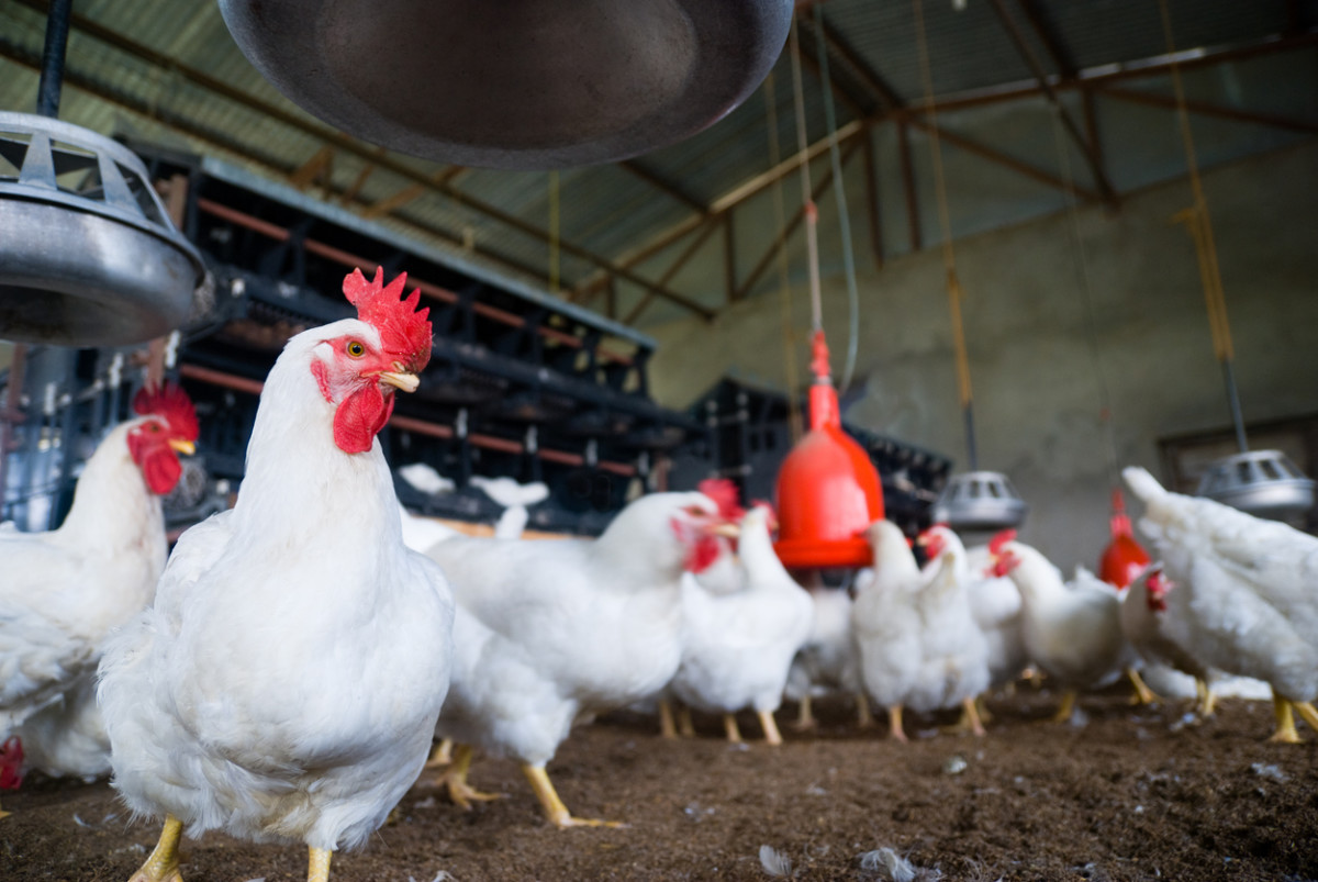 Big Food Accuses Big Chicken of Collusion and Price Fixing