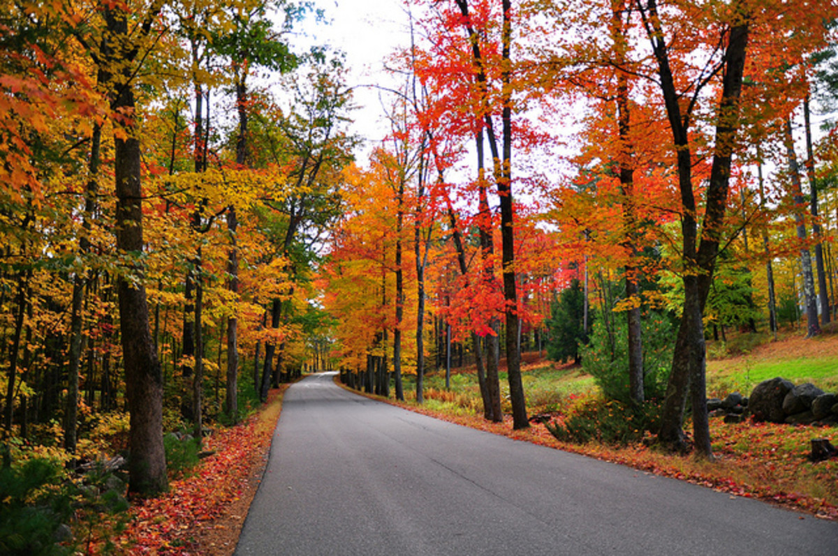 Autumn leaves along a road.