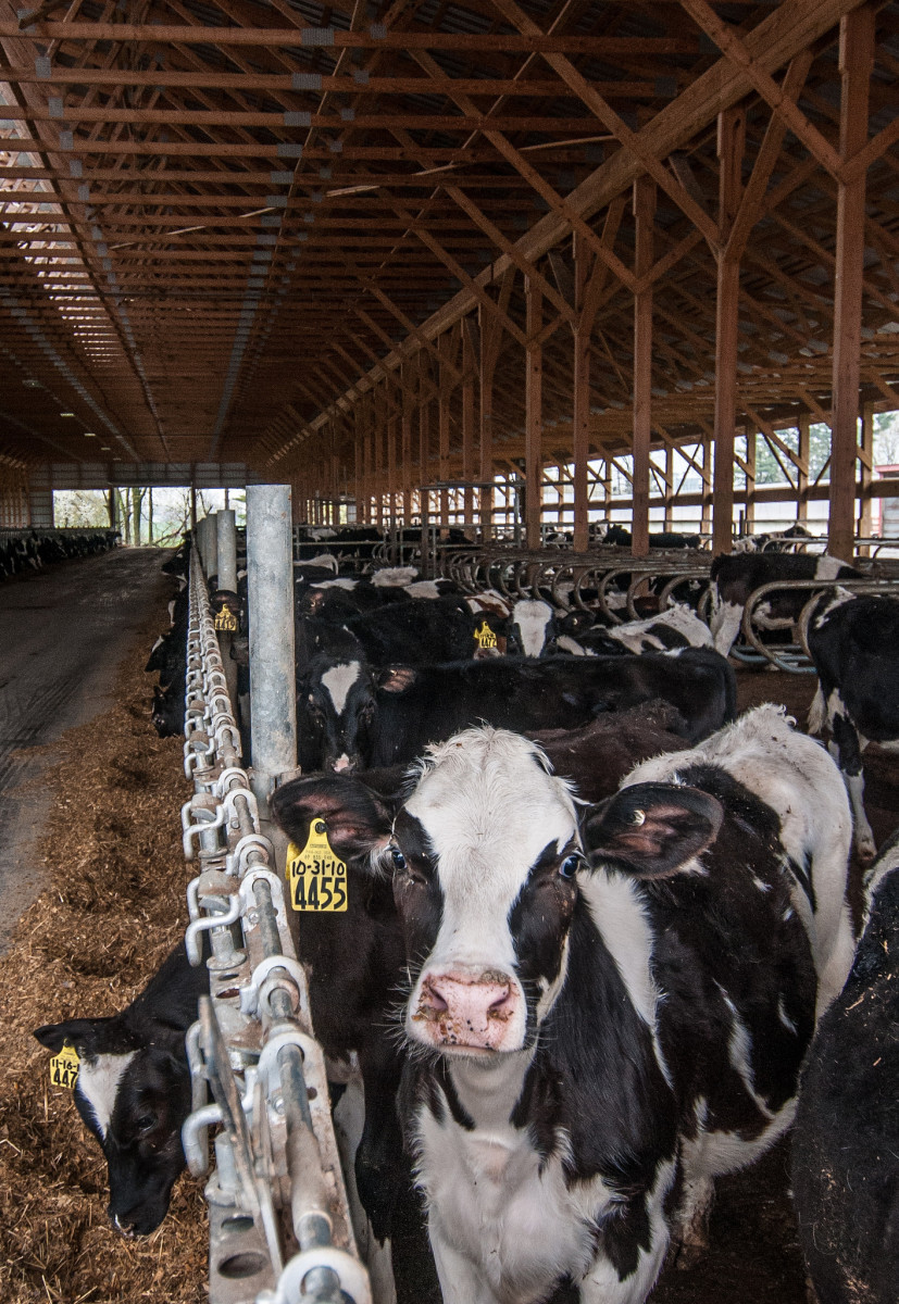 U.S. Dairy Farmers are Leading the Global Food Waste Epidemic