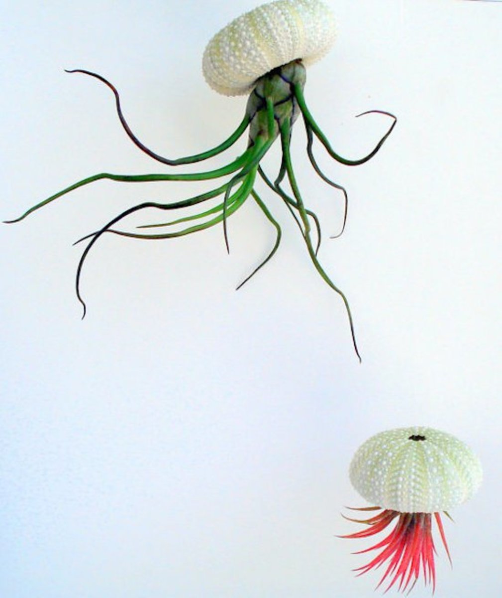 seaurchinplanter