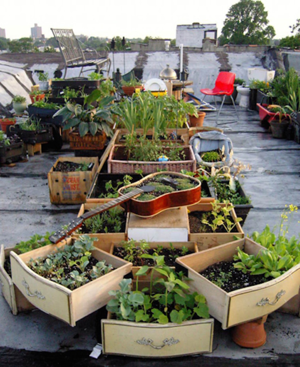 rooftop farms