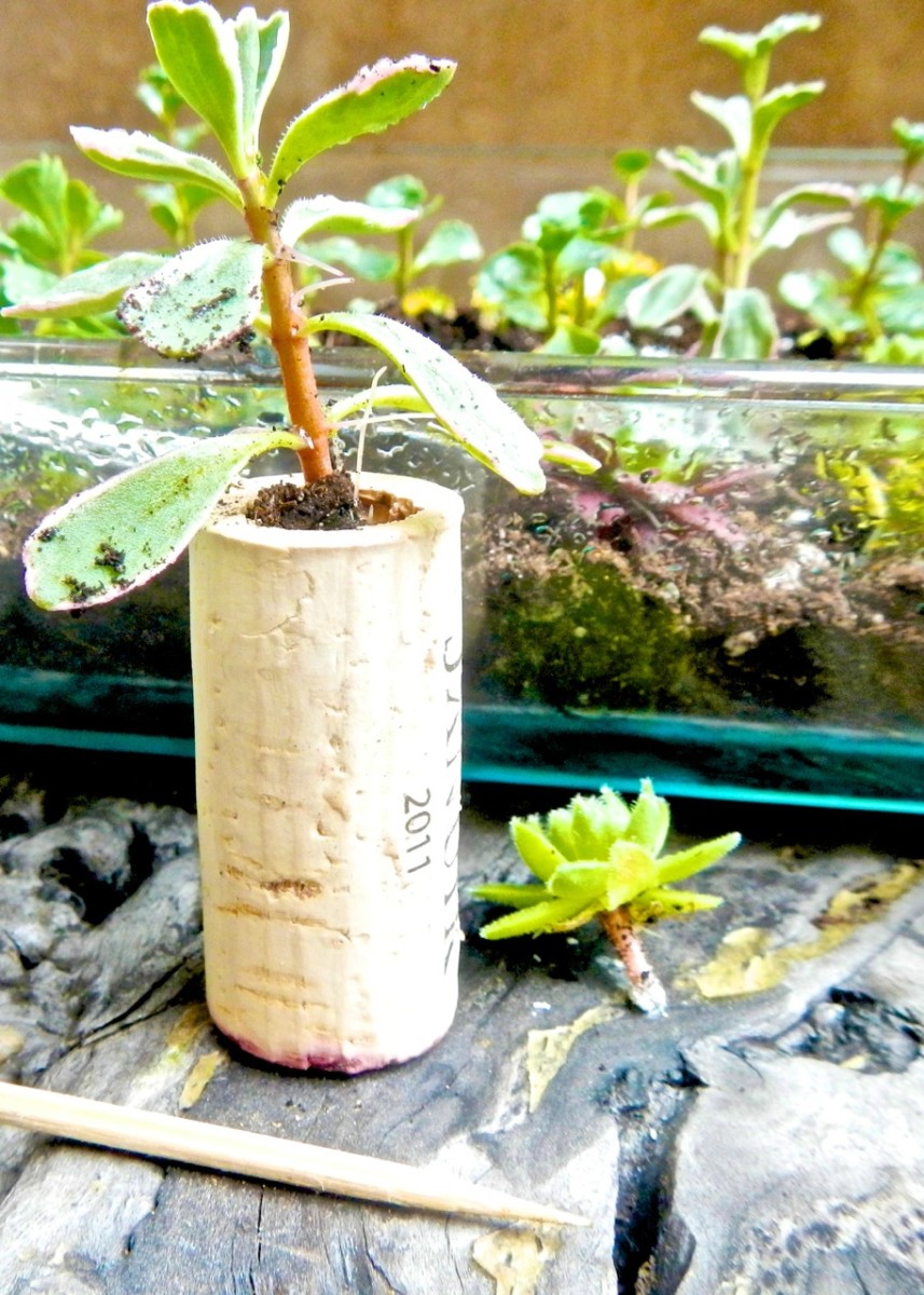 Make a succulent garden using wine corks.