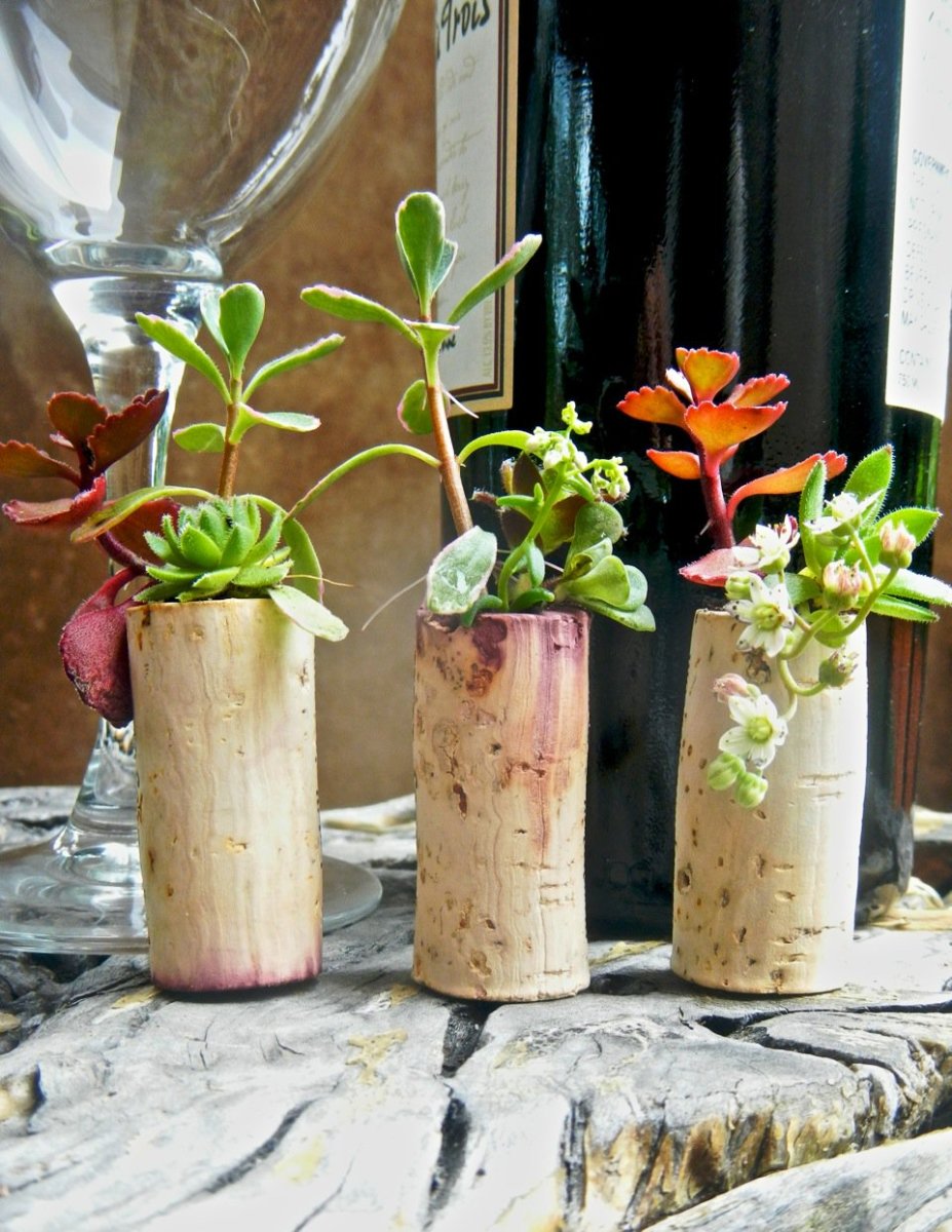 Make a succulent garden using wine corks.