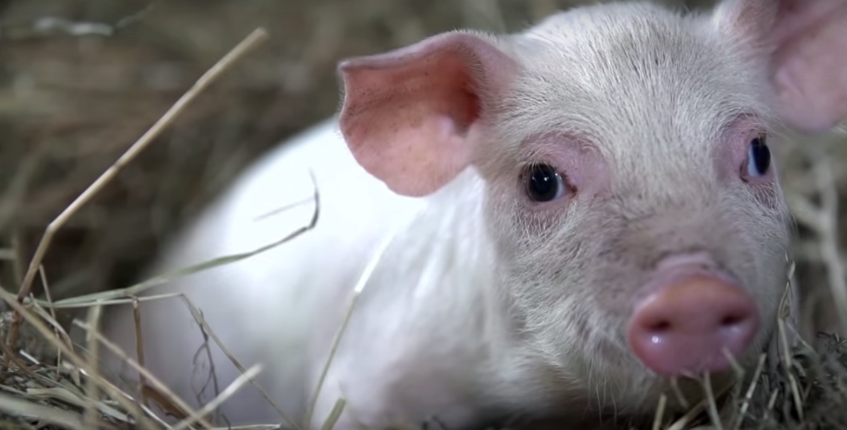 Undercover Animal Farm Investigator Turns the Camera on Himself, and You'll be Glad He Did