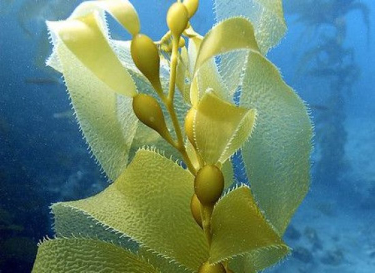 kelp-ccflcr-noaa