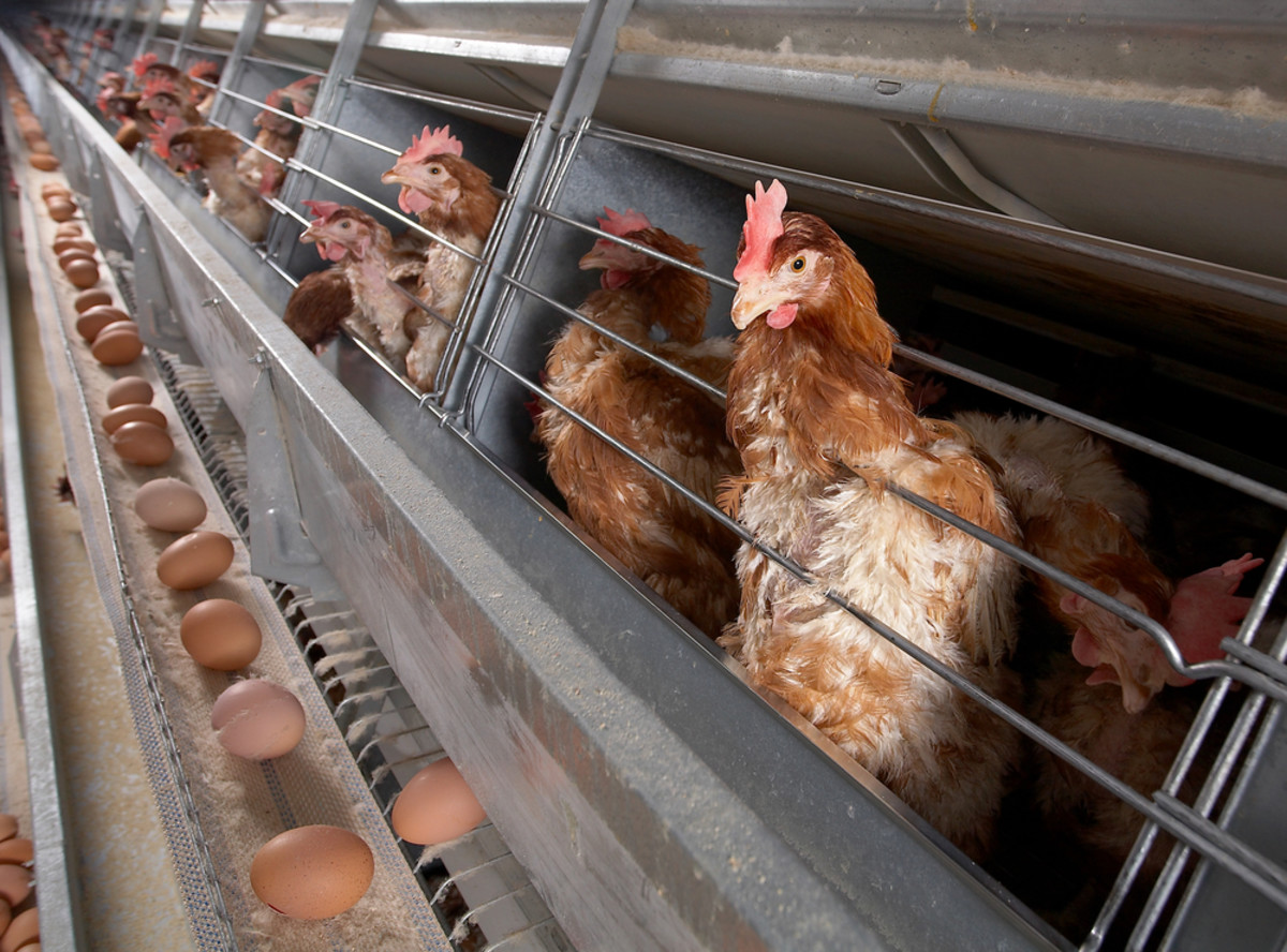 Factory Farms Exposed: A New Book Takes Us Behind the Barn Door