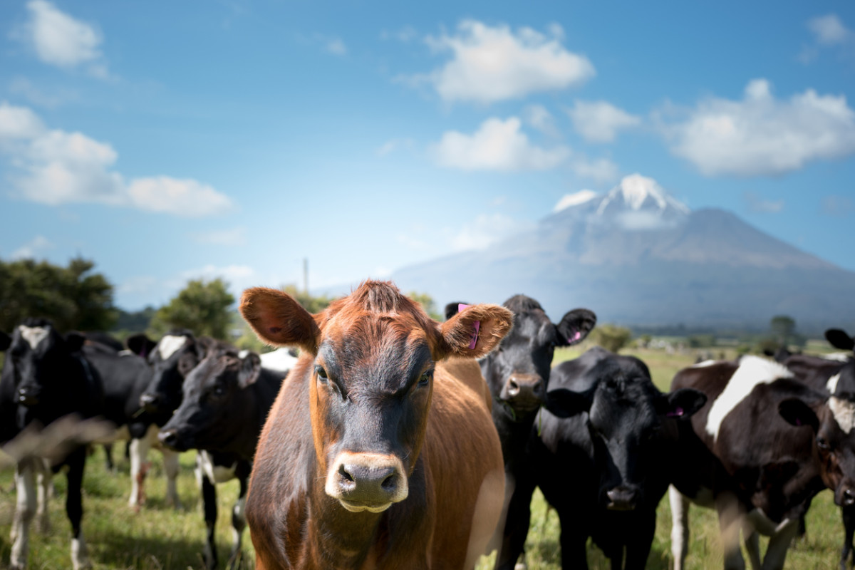 USDA Kills Organic Livestock Rule