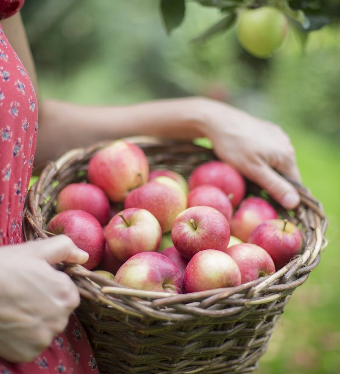 15 Ways to Celebrate (and Eat!) Autumn and Apple Season
