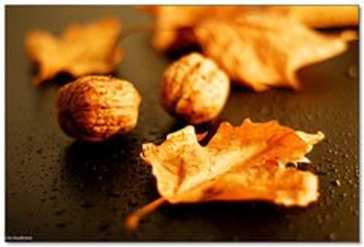 leaves_chestnuts