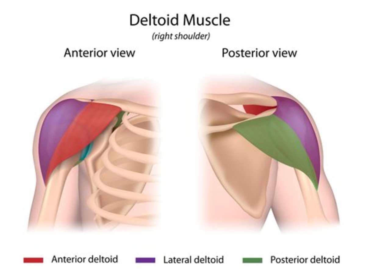 deltoid lateral