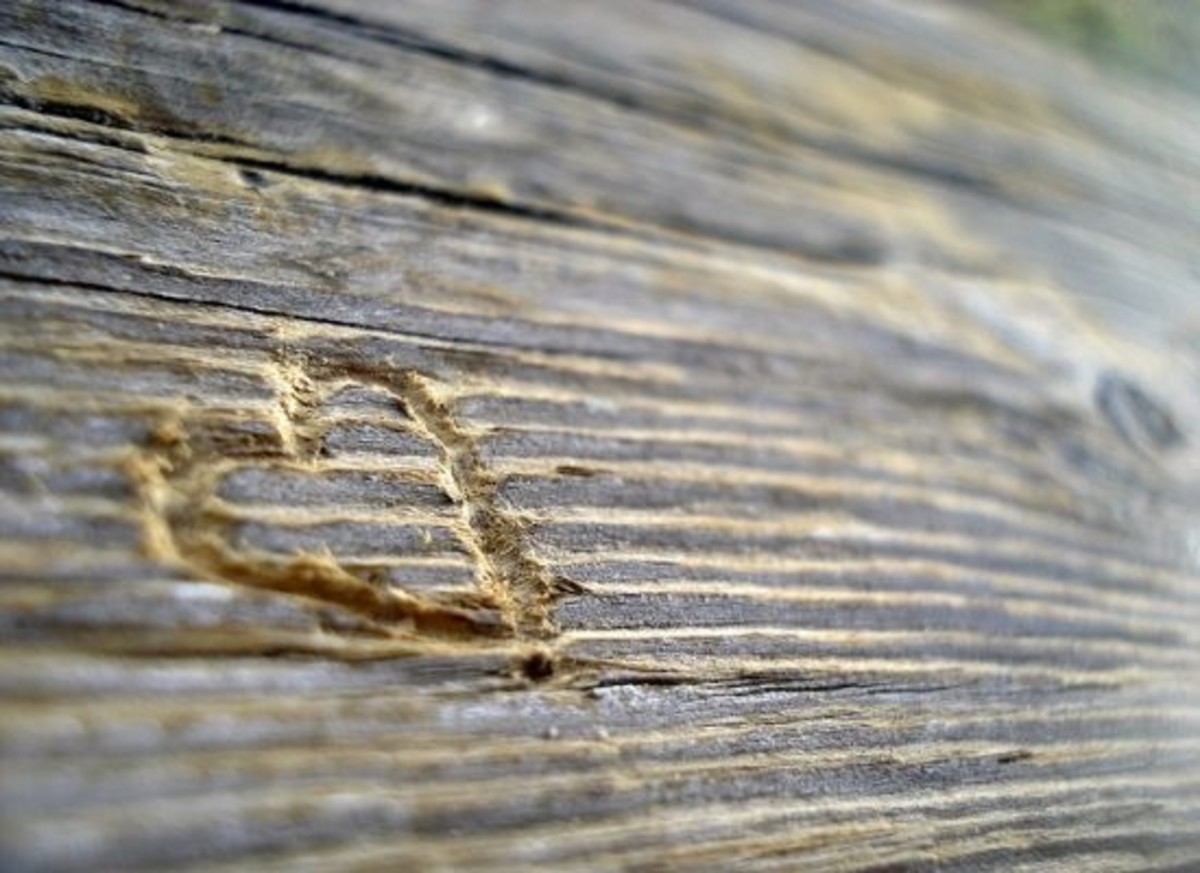 love-wood-ccflcr-sara-alfred