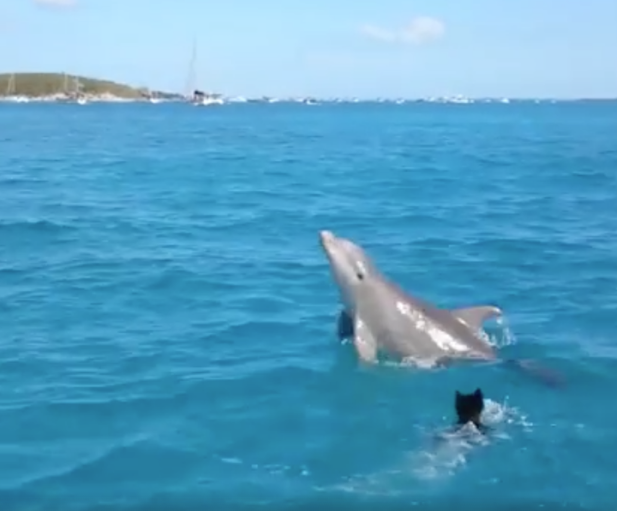 We're All Just Like this Puppy and Dolphin, Right? [Video]