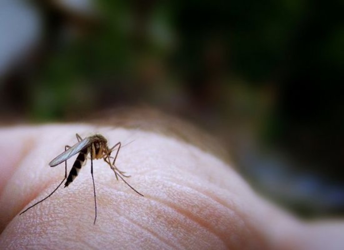 mosquito-ccflcr-jamesjordan