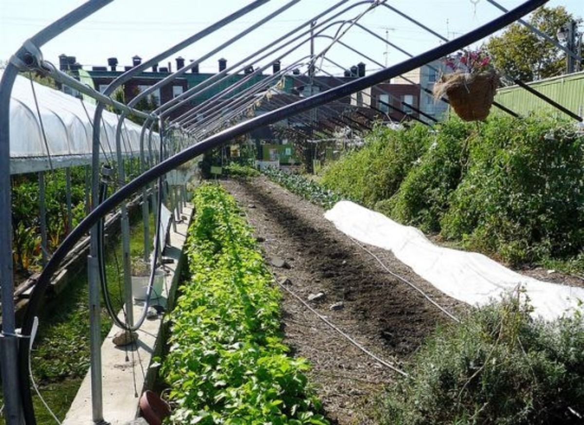 Is City the New Country? Urban Farms Taking Over Metropolis - Organic