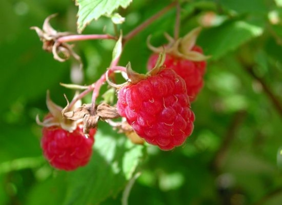 raspberries-ccflcr-mikebowler