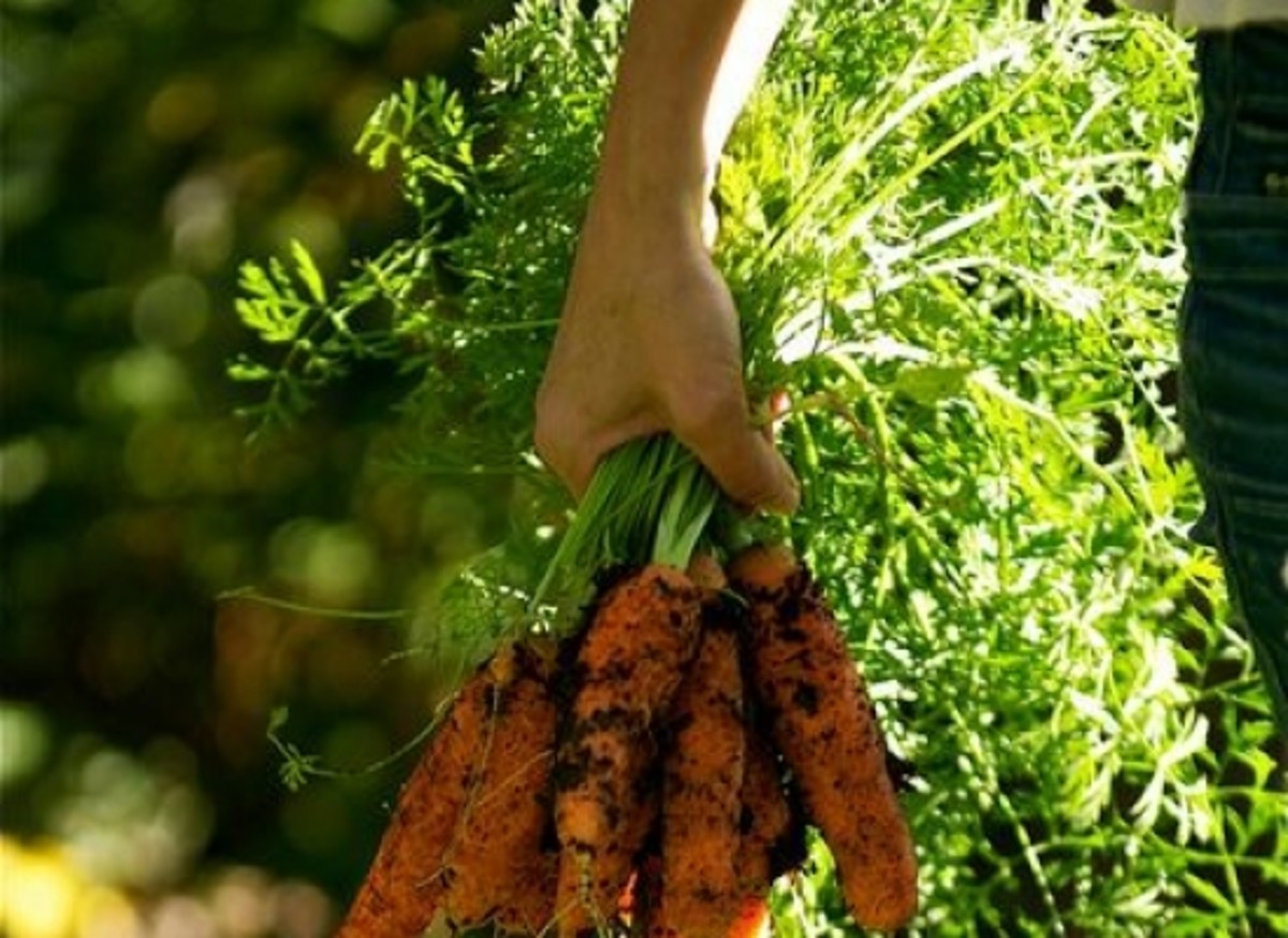 carrots-ccflcr-zidenkozivkovic