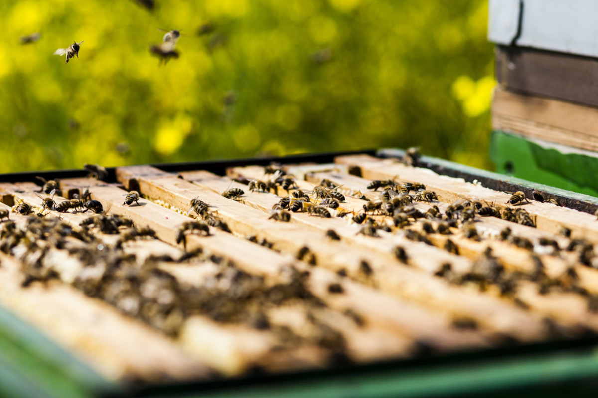 honeybee colony