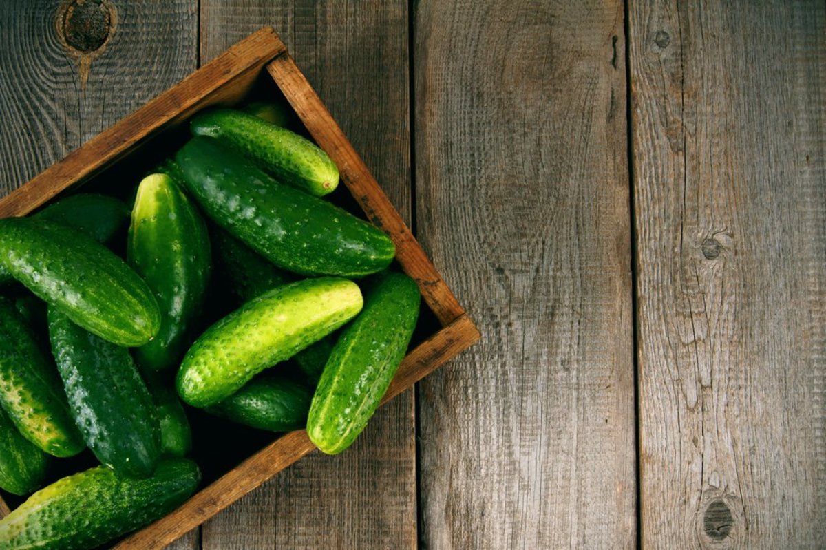growing cucumbers for diverse tastes