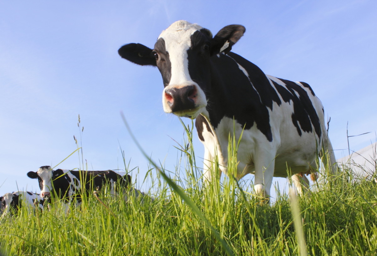 Dairy Cows Take an Important, Awkward Stroll Through Supermarket Aisles