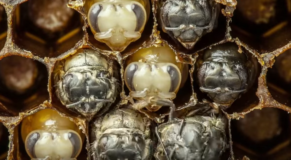 Must Watch! A Bee's Life is So Beautiful [Video]