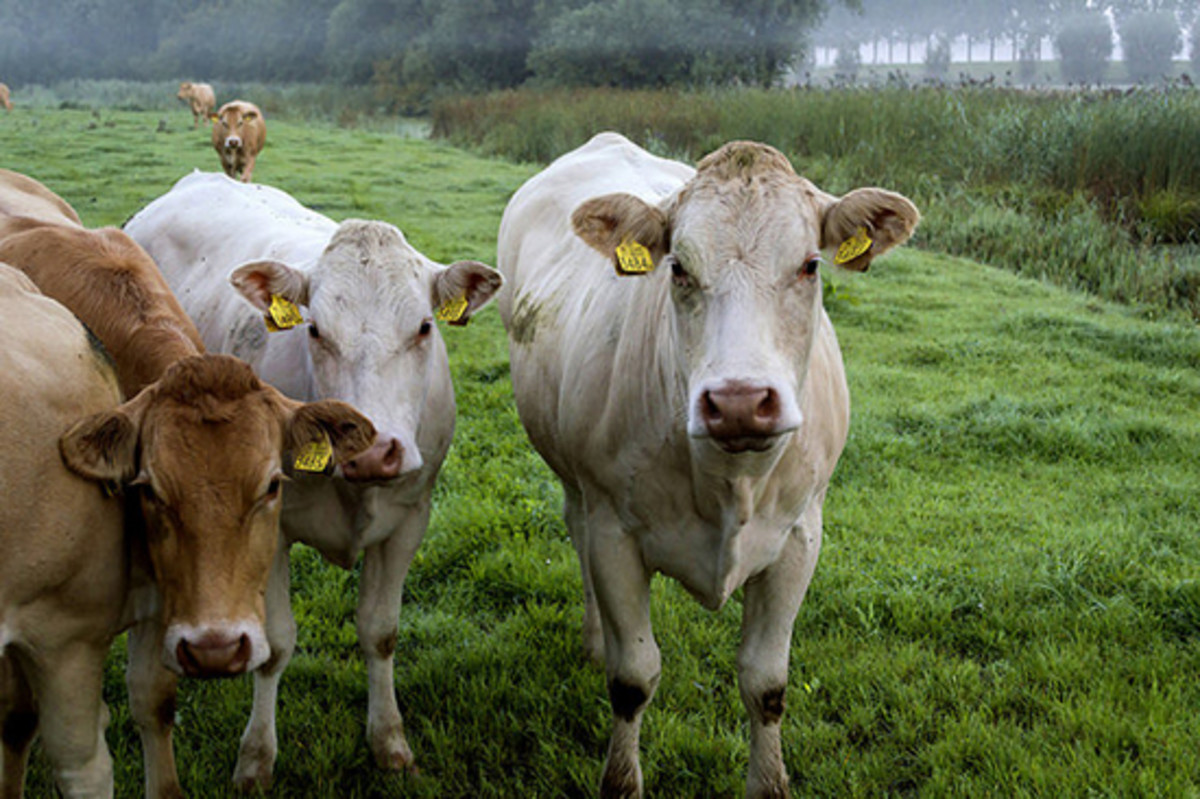 Picture of cows in grassy field