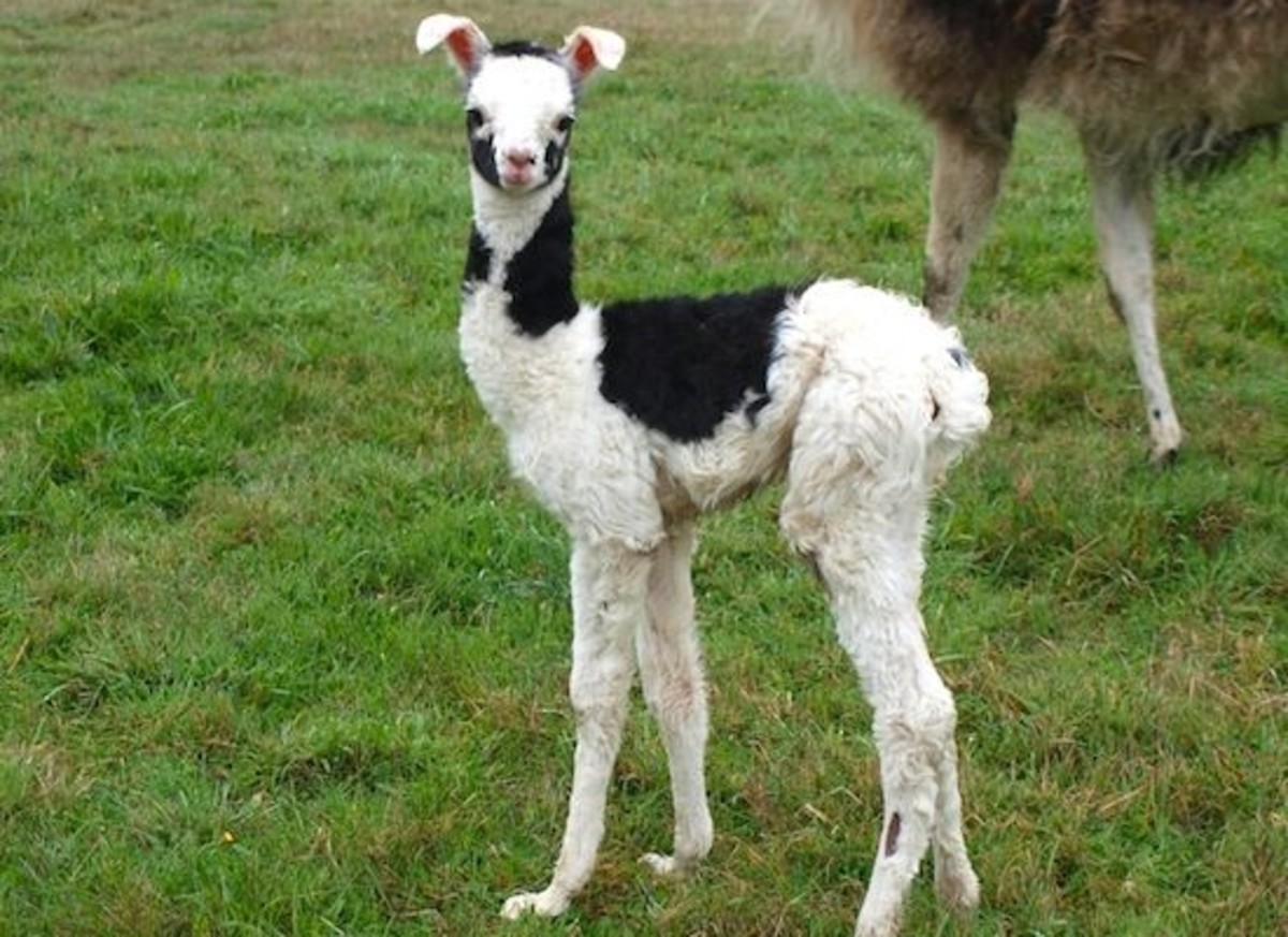 baby-llama