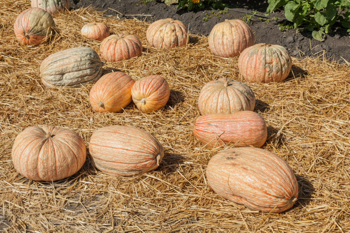 one-too-many pumpkin