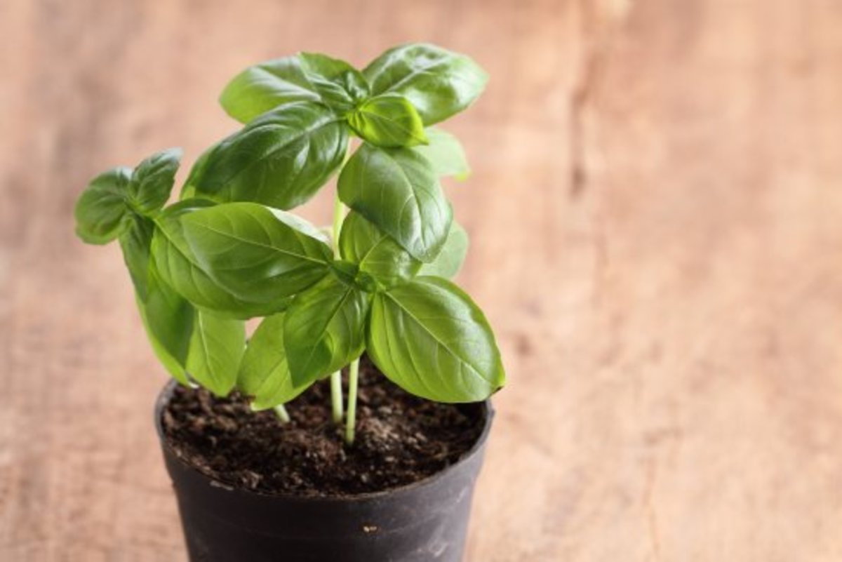 Flavor Level Up: Secrets for Growing Basil