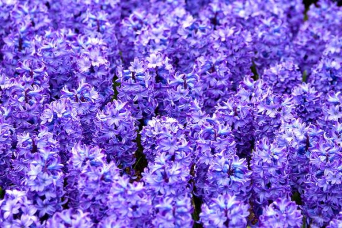 hyacinth-flower-ccflcr-Peter