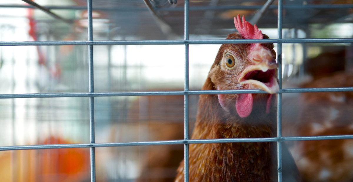 Widespread Foster Farms Animal Abuse Exposed in Undercover MFA Video