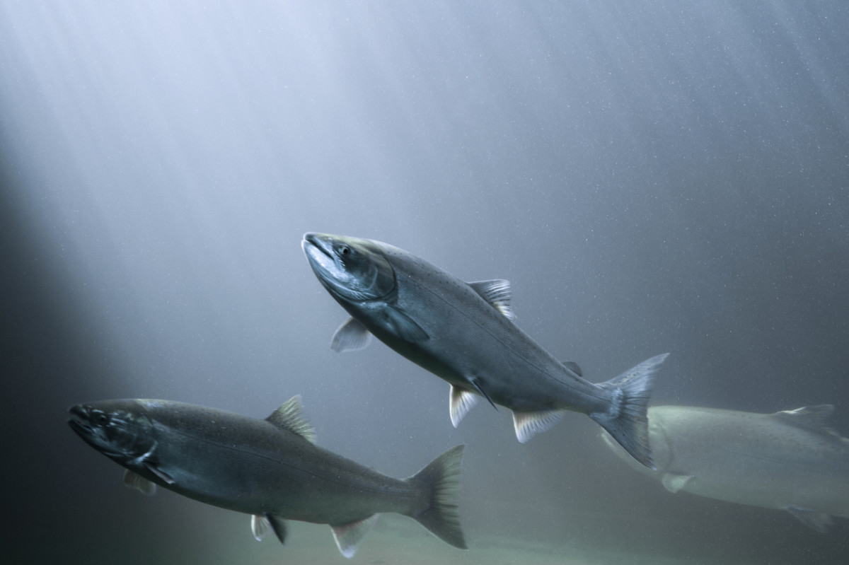 Canada Becomes First Country to (Unwittingly) Consume GMO Salmon