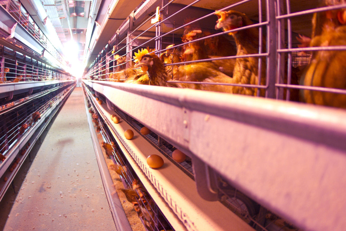 Sodexo Brings Cage-Free Eggs to the International Market With 2025 Deadline