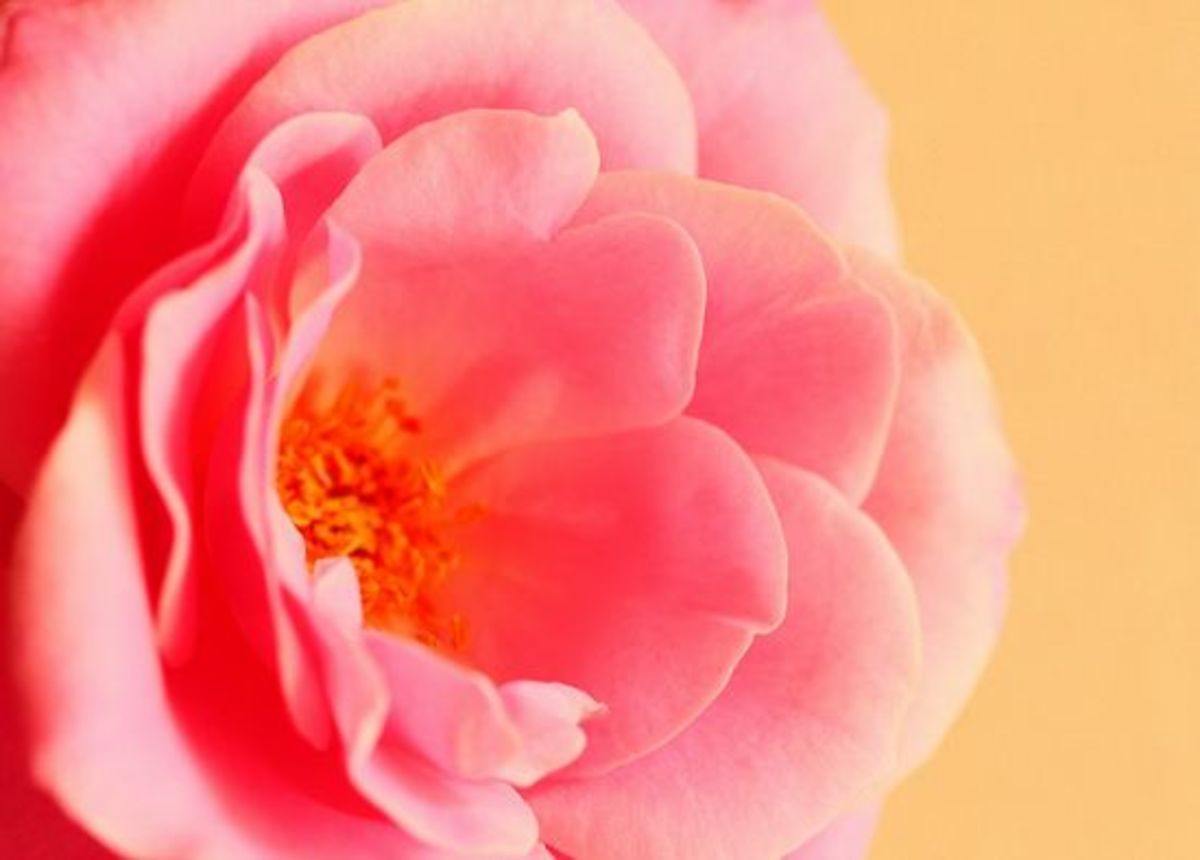 rosewater-ccflcr-Pink-Sherbet-Photography