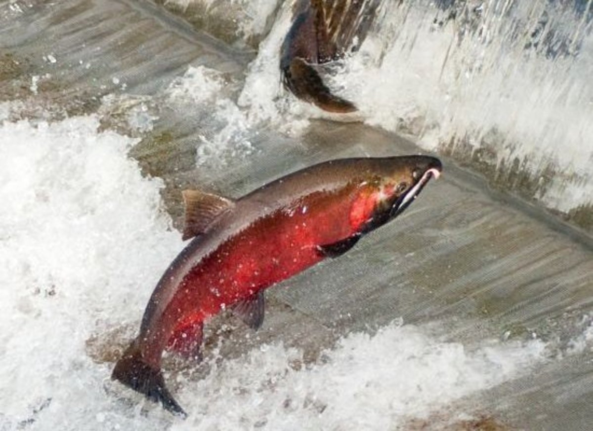salmon-ccflcr-soggydan