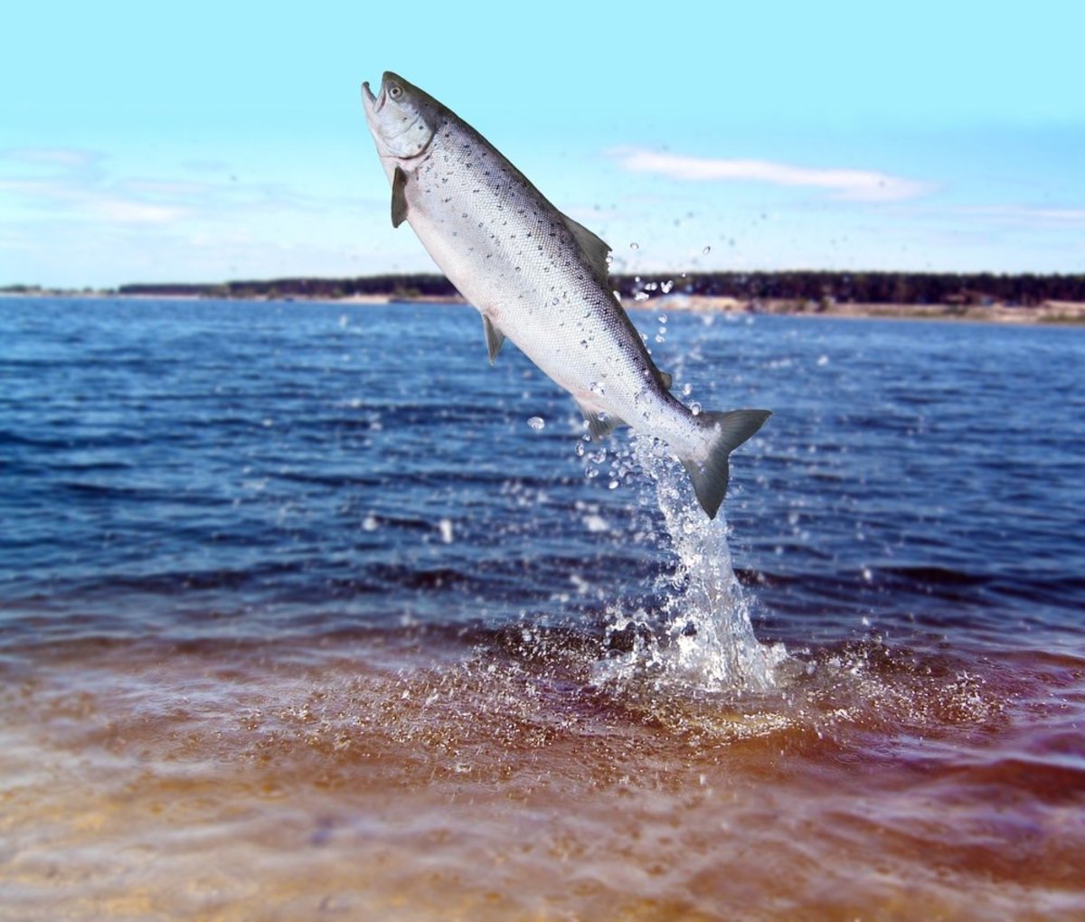 Genetically Modified Salmon Banned from Import... For Now