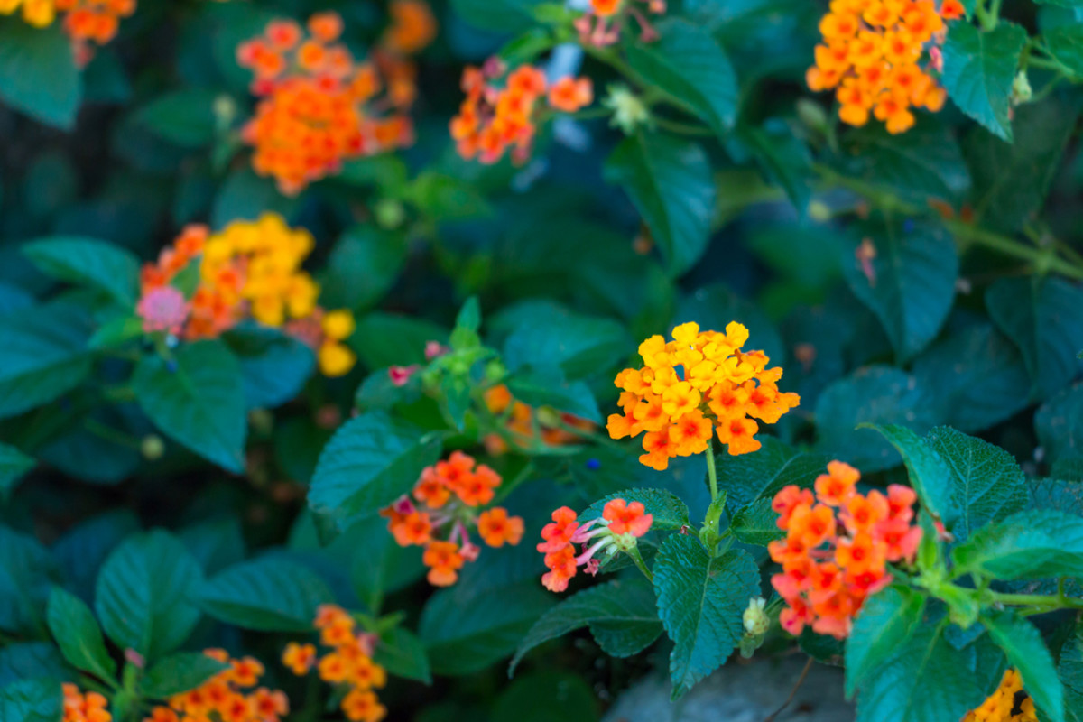 5 Container-Worthy Potted Plants that Repel Mosquitoes - Organic Authority