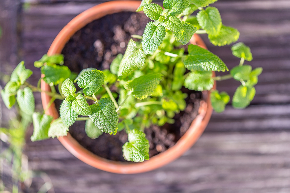 Pull mint from potted plants to put in drinks.