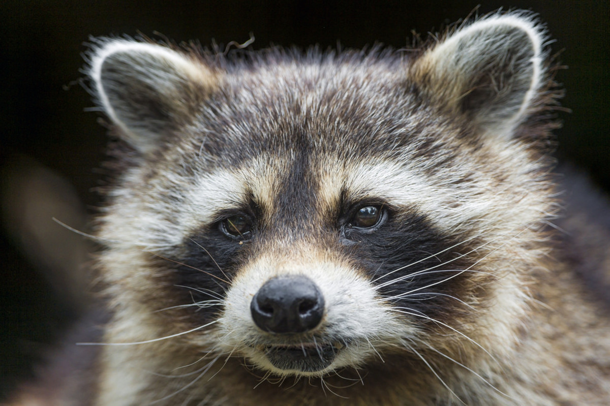 LA Market Selling Whole Raccoons as Food Under Investigation