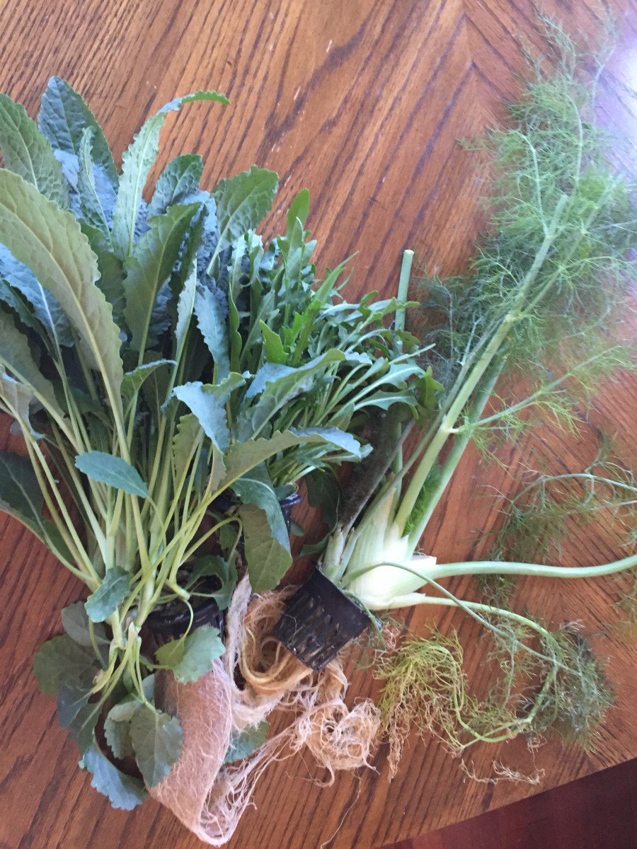  Greens from Food & Bounty - kale, fennel and arugula. You can see the pod on the fennel with the roots.