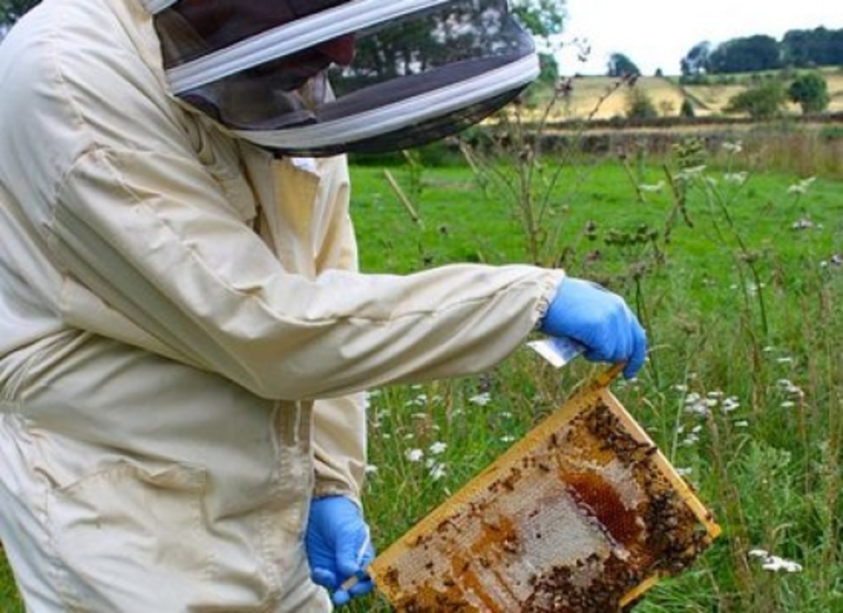 beekeeper-ccflcr-lucymjharper1