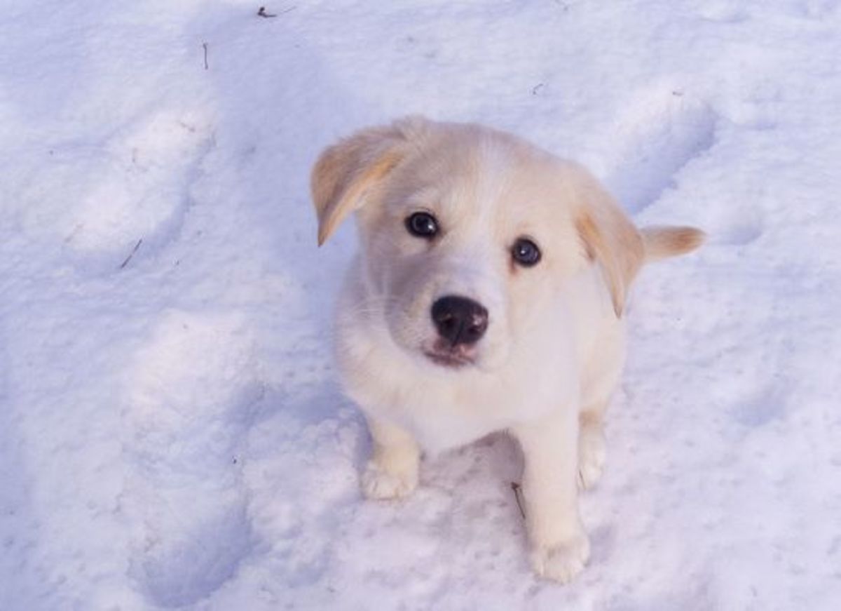 snowdog-ccflcr-jpctalbot