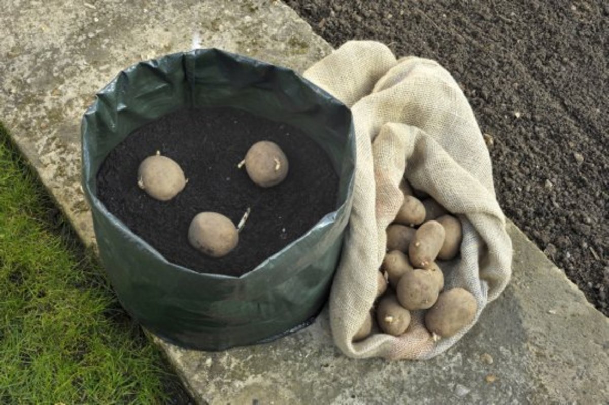 growing potatoes in container