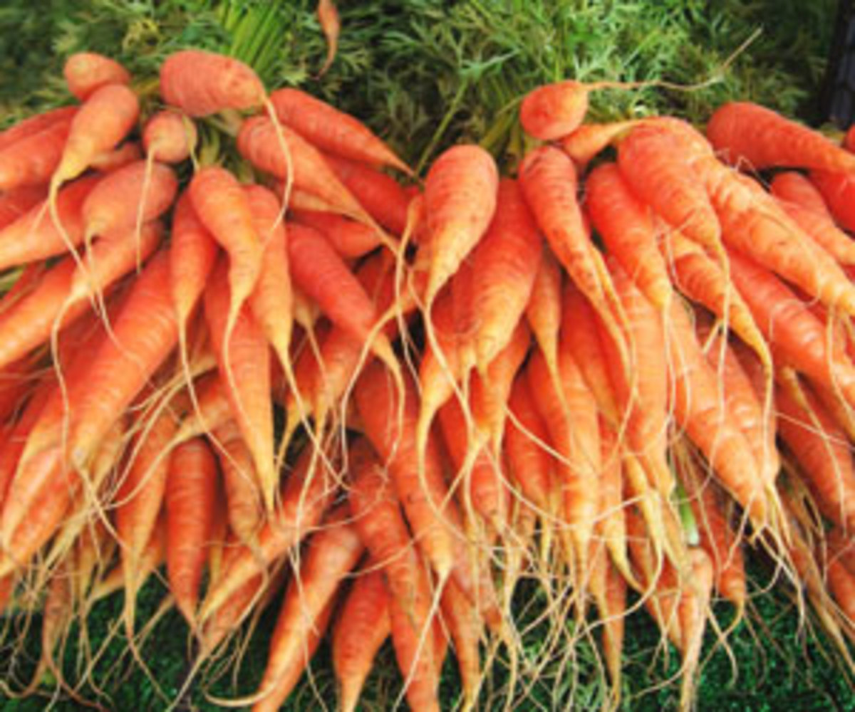 carrots_3001