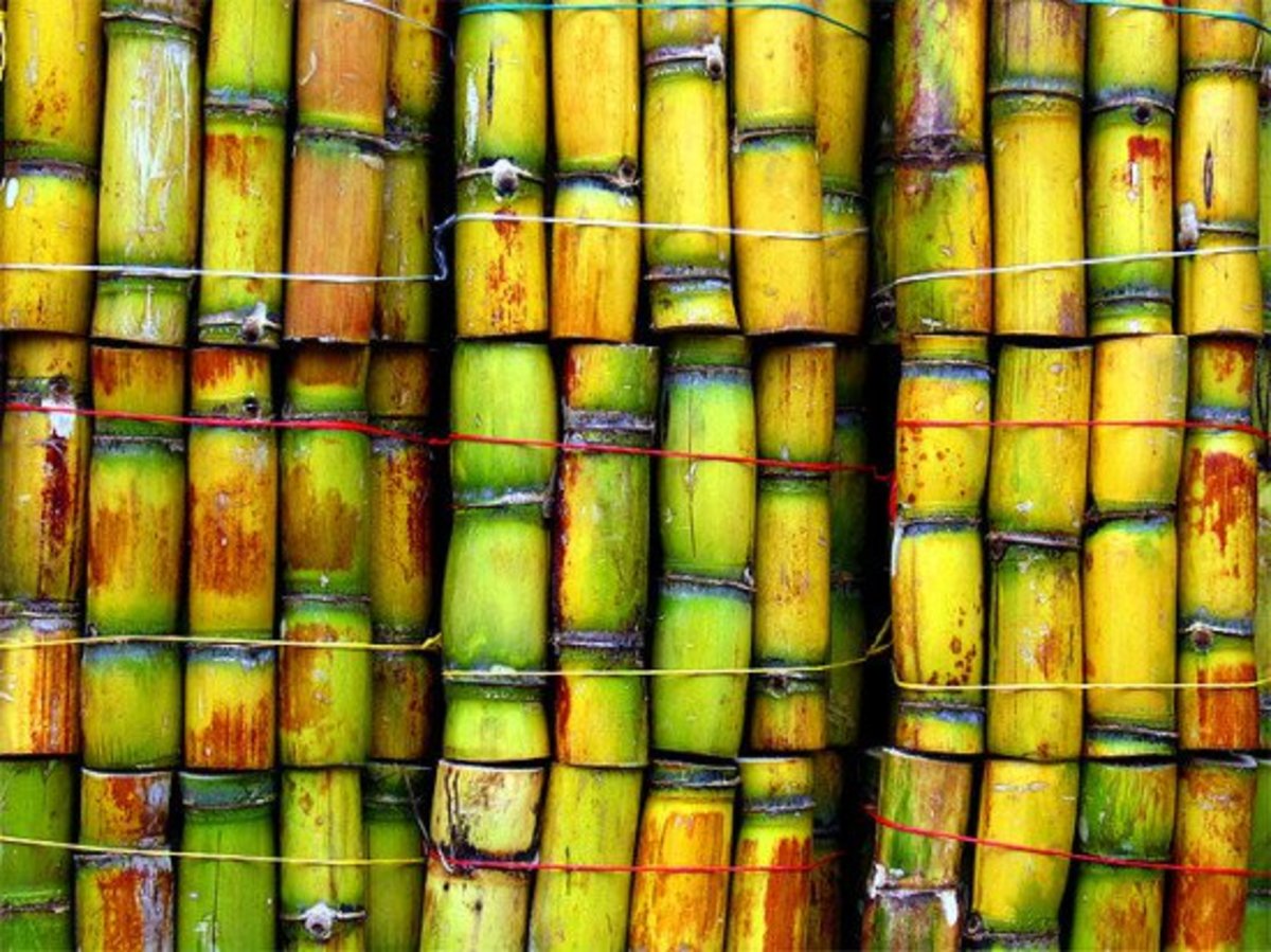  Sugarcane