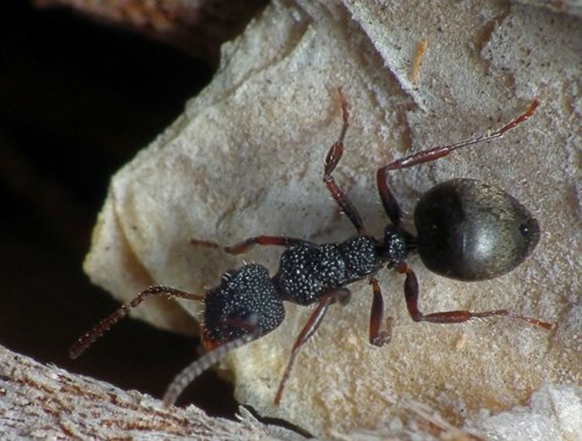 6 Natural Ant Deters And A Diy